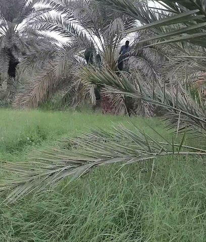 مزرعة عبدالرحمن بن مساعد - Husayniyah -