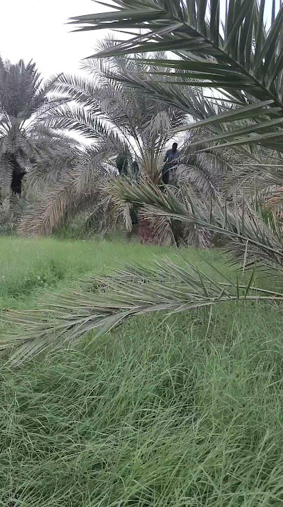 مزرعة عبدالرحمن بن مساعد - Saudi Arabia|Husayniyah 46377|RVQR+7C