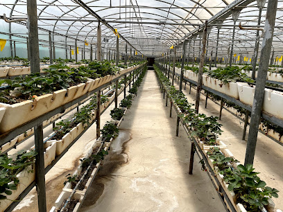 Zaithun(Olive) Farm - الباحة - +966 55 273 2870