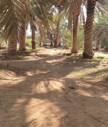 مزرعة سعود العويس - Az Zulfi - +966 56 088 9772