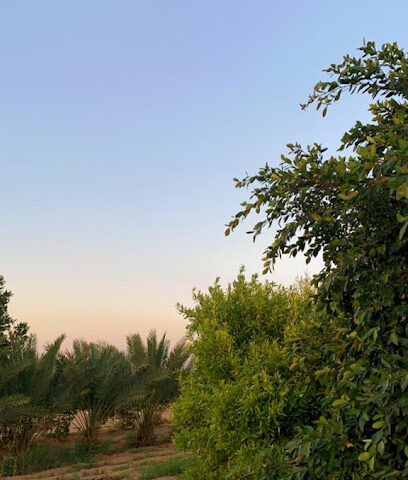 مزرعة الشيخ مطلق بن عمار رحمه الله - الجدعان -