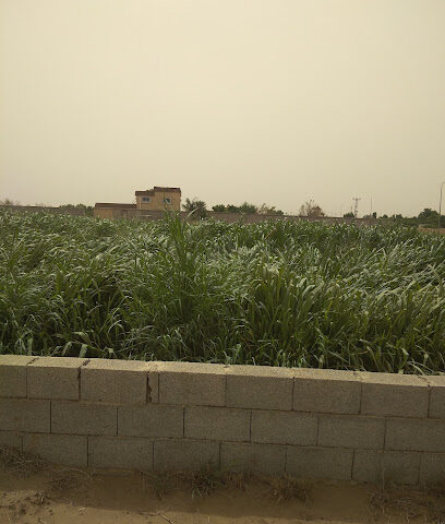 مزرعة عبدالله سعود العُمري - Al Meghabbasheiah - +966 55 577 0616