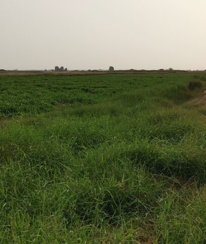 المزرعة عبده مخرش صميلي -  - +966 0553286