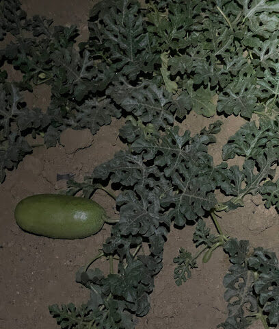 مزرعة احمد الصباوي - Yanbu -
