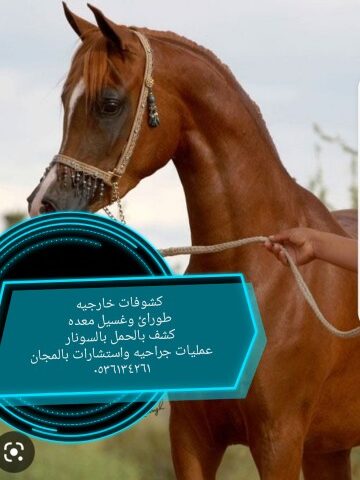 طبيب بيطري الخرج الرياض -  - +966 53 613 4261
