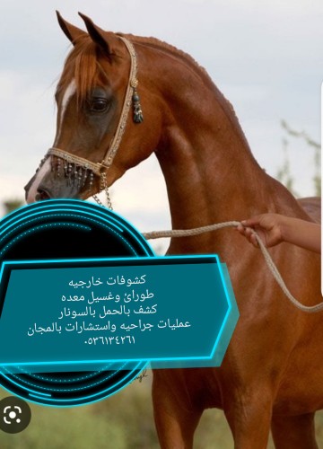 طبيب بيطري الخرج الرياض -