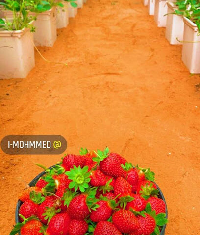 مزرعة الفراولة - Al Duwadimi - +966 54 392 2398