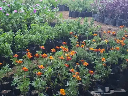 متجر شتلات المزرعة - Rabigh - +966 54 780 5630