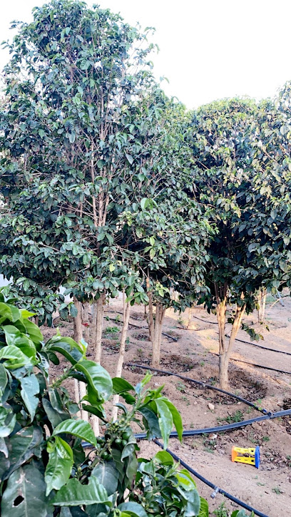 مزارع البن - Saudi Arabia|Al Yazeed 62228|AGDB5357، 5357|6901 الصليحى 342