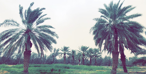 مزرعة ناصر بن سعود ابن هرسان - Al Khurma - +966 56 550 1933