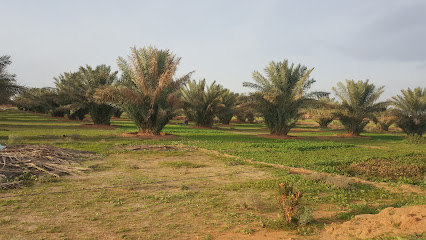 الساروت مزرعة المنيع -  -