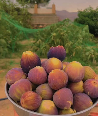 مزرعة ال حنبص - Khlalah - +966 53 377 1066