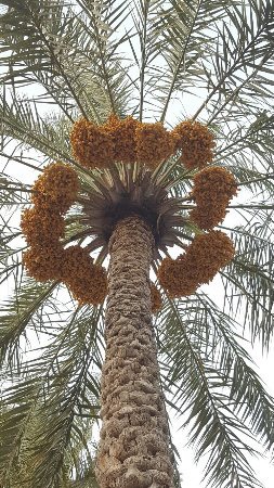 زراعة الحاج حسن علي دخيل الناصر - Safwa - +966 54 060 4494