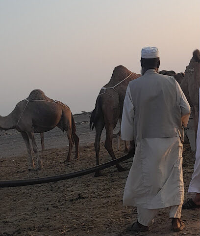 حليب أبوعلي - Rabigh - +966 55 156 2579
