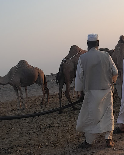 حليب أبوعلي - Saudi Arabia|Rabigh 25792|Q3PX+5X