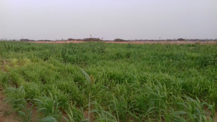Hamza Zameam Farm -  - +966 56 514 6484