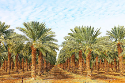 استراحة ابو مالك الصادق وعياله - Safwa - +966 53 417 5435