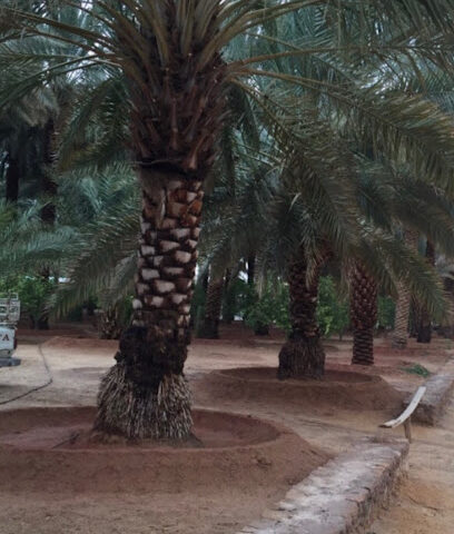 بستان السعداويّة - Sakaka -