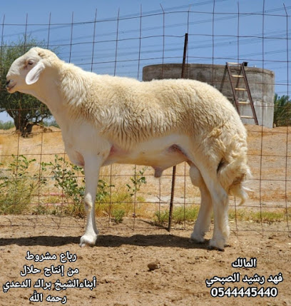 مركز الفارقات لبيع نوادر الحريات لفهد الصبحي - Mecca - +966 55 543 4467