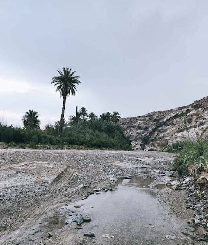 مزرعه ال عبدالله بن ناشي - مهر - +966 56 599 9978