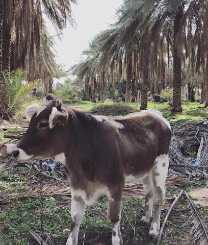 مزرعة و ديوانية / علي محمد الغانم - Al Bukayriyah - +966 50 611 1901