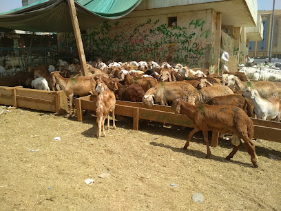 Kakiya Sheep Market - Mecca -