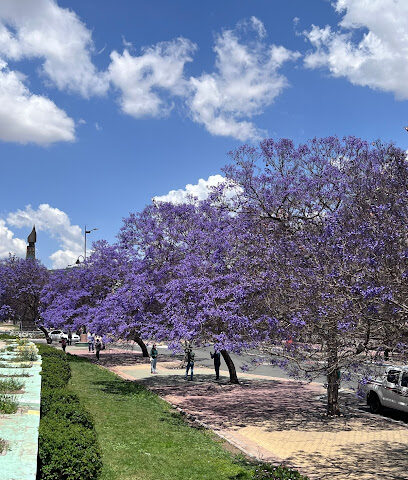 Old Jacaranda Tree - Abha -