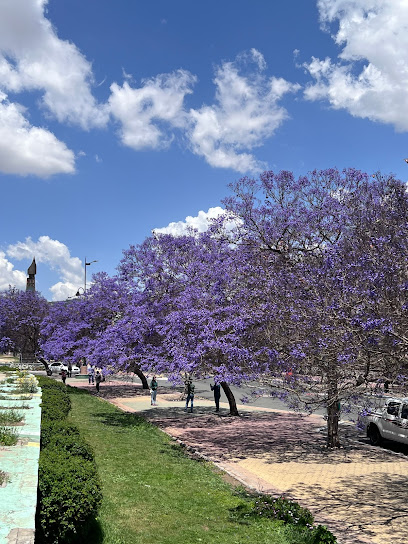 Old Jacaranda Tree - Saudi Arabia|Abha 62521|Al Faisaliyah|6FFV+8H9