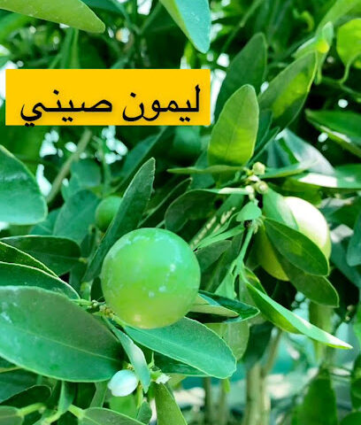 استراحة ومشتل الاحمدية بالدوادمي - Al Duwadimi - +966 50 138 5397