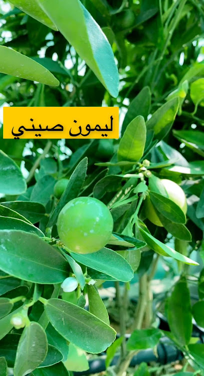 استراحة ومشتل الاحمدية بالدوادمي - Saudi Arabia|Al Duwadimi 17445|FC27+2M