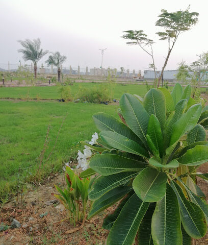 Students Garden - Jazan -
