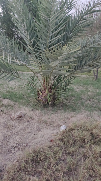 مزرعة الاصمعي - Saudi Arabia|Mulayjah 37445|7C8H+PGR