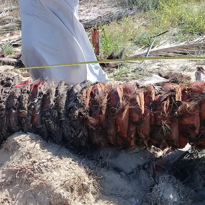 Naser Aziz Dis - Al Jubail -
