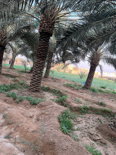 مزرعة الشيخ ناصر بن عبدالعزيز الفيصل - Saudi Arabia|Ad Dilam 16231|4733، 8186،