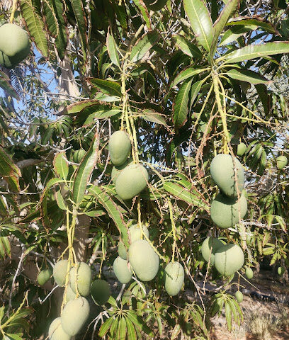 Mango Garden ( حديقة المانجو) - Umluj - +966 50 704 8201