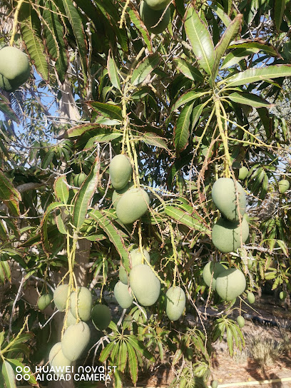 Mango Garden ( حديقة المانجو) - Saudi Arabia|Umluj 48323
