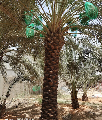 Mirror Riyadh Warehouse Harjot - Riyadh -