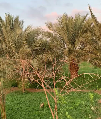 مزرعة - GJ8G+X4F -