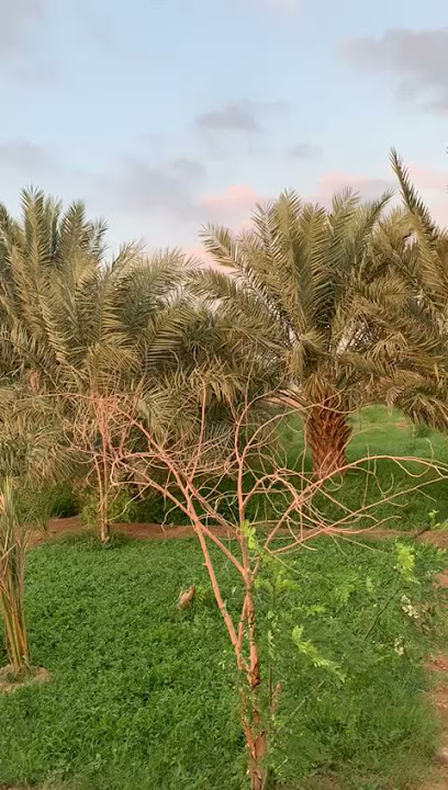 مزرعة - Saudi Arabia|25311|GJ8G+X4F