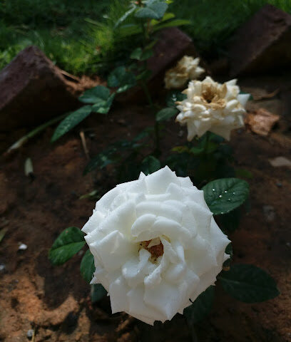 Tamim Bin Abdulaziz Garden Resin - Uthaithiah -