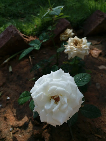 Tamim Bin Abdulaziz Garden Resin - Saudi Arabia|Uthaithiah 15553|598R+MQ7