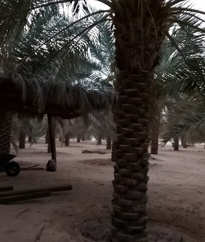 مزرعة عبدالعزيز السعيد رحمه الله - Buraydah - +966 50 298 9466