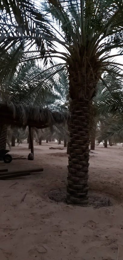 مزرعة عبدالعزيز السعيد رحمه الله - Saudi Arabia|Buraydah|حي الرابية،|929F+RG9