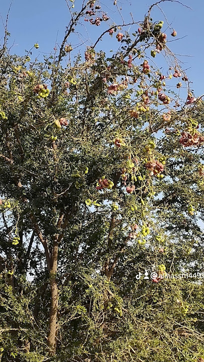 مزرعه وبقاله المسبح - Dammam 32257