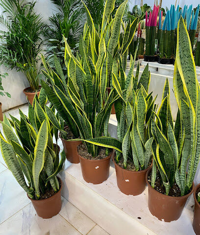 Municipality Central Plant Nursery - Al Madinah Al Munawwarah -