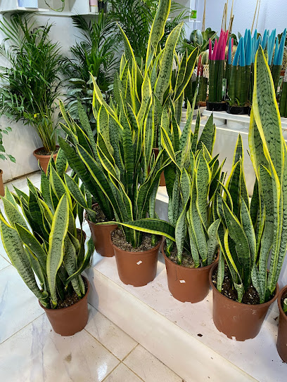 Municipality Central Plant Nursery - Saudi Arabia|42326|حي 2434 نحاب بن ثعلبة بن حزمة، 6973