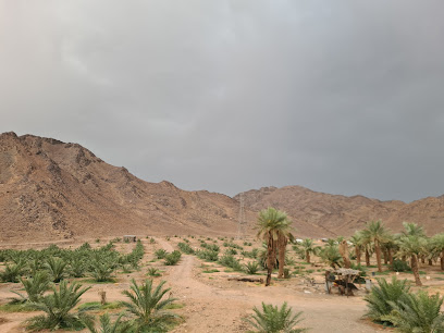 مزرعة ابو عبد الرحمن - Al Madinah Al Munawwarah - +966 54 264 0204