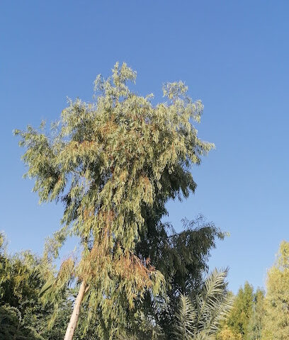 بستان جنة الدنيا - Qbah -