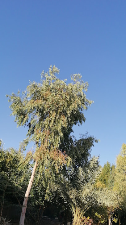 بستان جنة الدنيا - Saudi Arabia|Qbah 52856|8CCR+RMQ