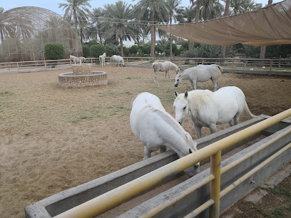 مزرعة الغسانية - Dammam - +966 59 067 6111